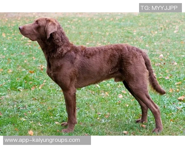 美国队新吉祥物班纳灵感源自切萨皮克湾寻猎犬的故事 美国队新吉祥物班纳灵感源自切萨皮克湾寻猎犬的故事